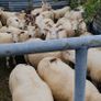 Ewes organic Image 4