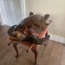 Antique Rare Large Taxidermy Hawksbill Sea Turtle Image 2