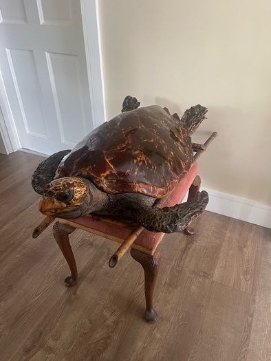 Antique Rare Large Taxidermy Hawksbill Sea Turtle