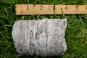 Big Coral fossil w/ complete silicification, mineral replacement, calcium carbonate to silica.