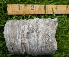 Big Coral fossil w/ complete silicification, mineral replacement, calcium carbonate to silica.