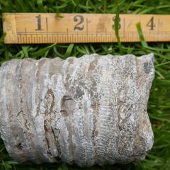Big Coral fossil w/ complete silicification, mineral replacement, calcium carbonate to silica.