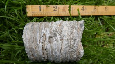Big Coral fossil w/ complete silicification, mineral replacement, calcium carbonate to silica.