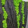 Panel in stabilised black oak bark with live moss 50x50cm Image 4