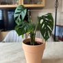Monstera Adansonii Monkey Mask Houseplant Image 4