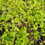 Garden Plants, Two Euros Image 2