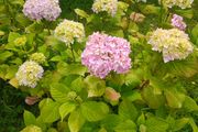 Hydrogena Plant