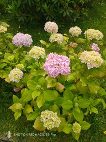Hydrogena Plant