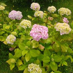 Hydrogena Plant