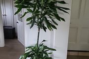 Dracaena Fragrans Golden Coast
