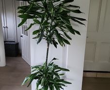 Dracaena Fragrans Golden Coast