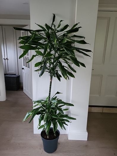 Dracaena Fragrans Golden Coast