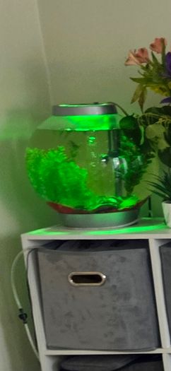 fish tank