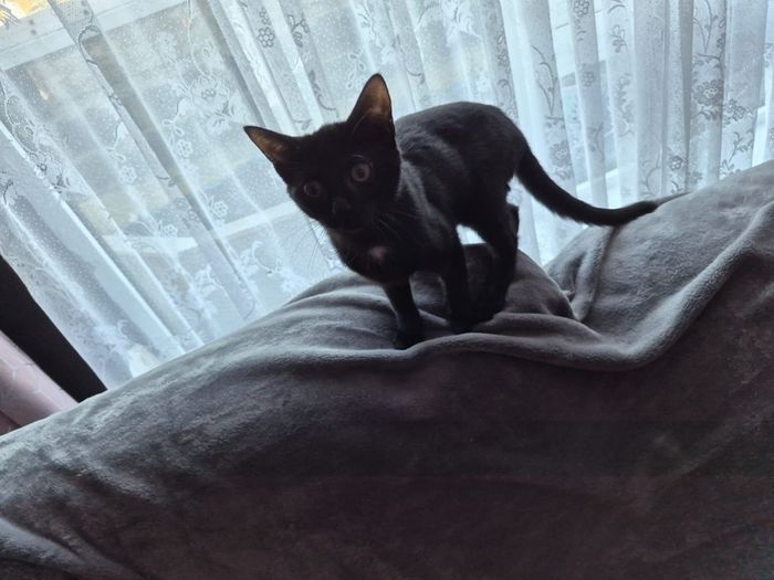 kitten