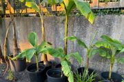 Bananas Plants