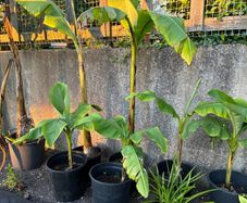 Bananas Plants