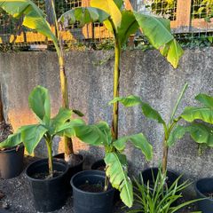 Bananas Plants