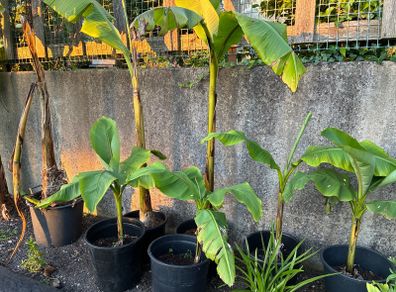 Bananas Plants