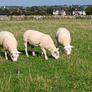 Texel hoggott rams Image 3