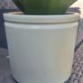 Healthy Sansevieria Hahnii in Pastel Green Pot Image 9