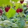 Raspberry canes in large pots Image 2