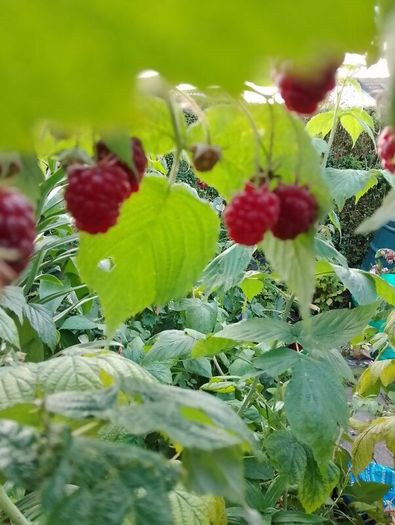 Raspberry canes in large pots