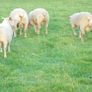 Charollais Rams Suffolk Rams Image 6