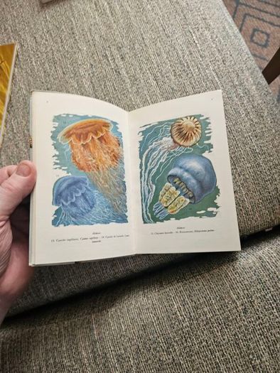 Animals And Plans Of The Sea. Authors: G. Mandahl-barth And M.l. Bauchot  Illustrator: Henning Anthon  Publisher: Fernand Nathan. Beautiful Illustrated Paperback In Good Condition.  See Photos For Same.