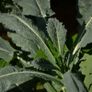 Kale 'Nero de Toscana' Irish Seeds Image 2