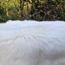 New Super Soft Genuine Sheepskin Rug Image 5