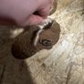 Ugg Roos bootie baby ugg Image 2