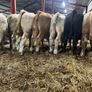 Seven Charlaois Bull Weanlings Image 4