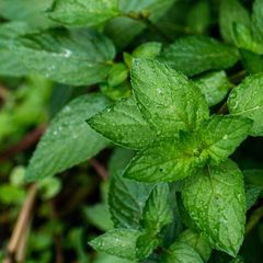 (P) Peppermint seeds 0.1g (220298)