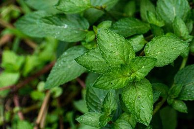 (P) Peppermint seeds 0.1g (220298)