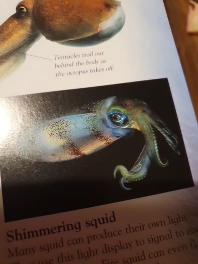 Ocean Eyewonder Enter A World Of Discovery