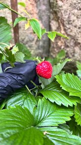 Wild Strawberries plants