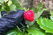 Wild Strawberries plants