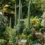 echium plants Image 2