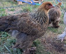 Brahma