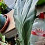 Large Fiddle Leaf Fig plant Image 6