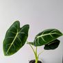 Alocasia Green Velvet Plant Image 2