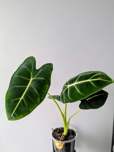 Alocasia Green Velvet Plant
