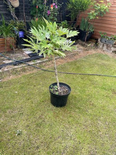 plant