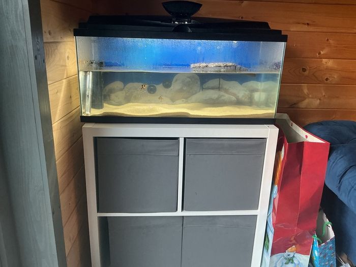 fish t