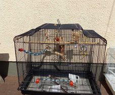 bird cage