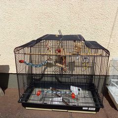bird cage