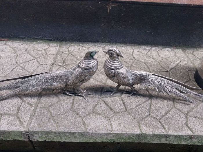 Pair of Pheasants