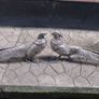 Pair of Pheasants Image 3