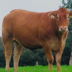 Incalf Heifer sale 3rd October 2026 Balla Mart