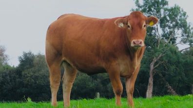 Incalf Heifer sale 3rd October 2026 Balla Mart